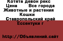 Котята девон рекс › Цена ­ 1 - Все города Животные и растения » Кошки   . Ставропольский край,Ессентуки г.